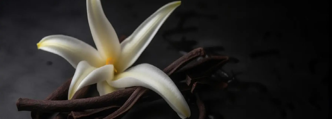 Special Selection Vanille Noire - 02